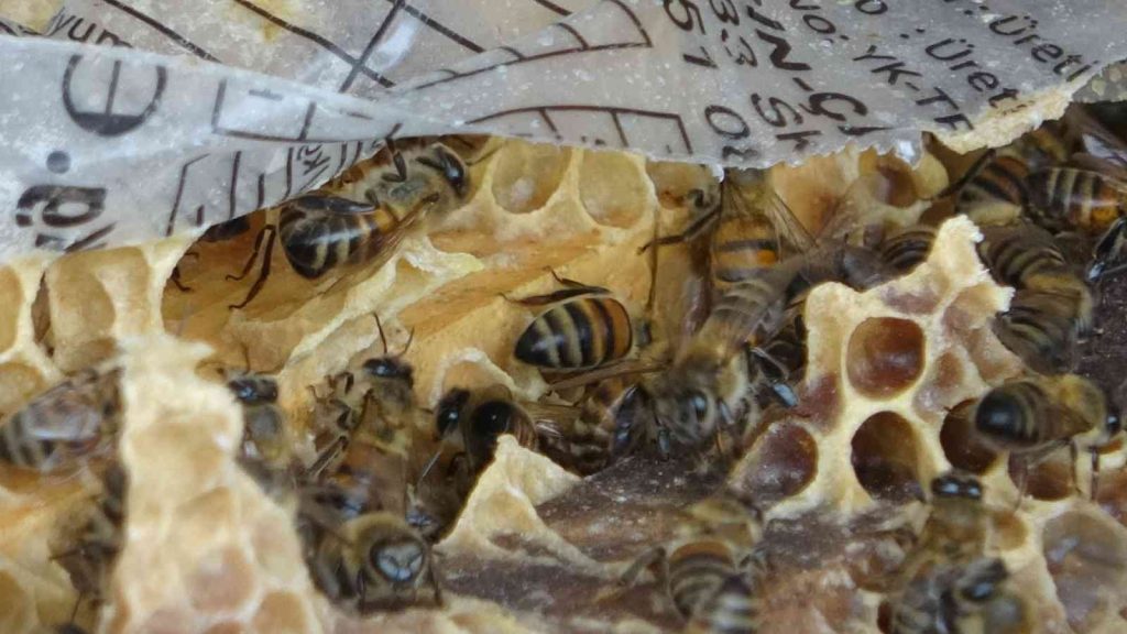 Toz taşınımı ve mevsim bozukluğu çiçekleri yaktı, arılar telef oldu