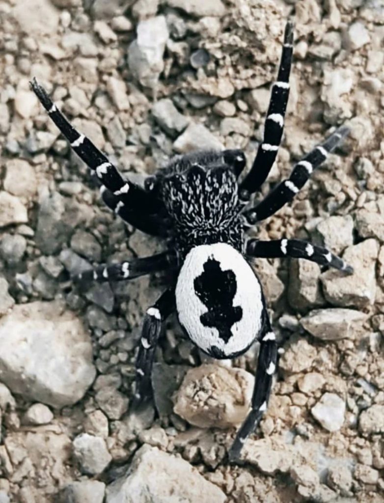 Tunceli’de fotoğraflanın örümceğin henüz keşfedilmemiş tür olması muhtemel