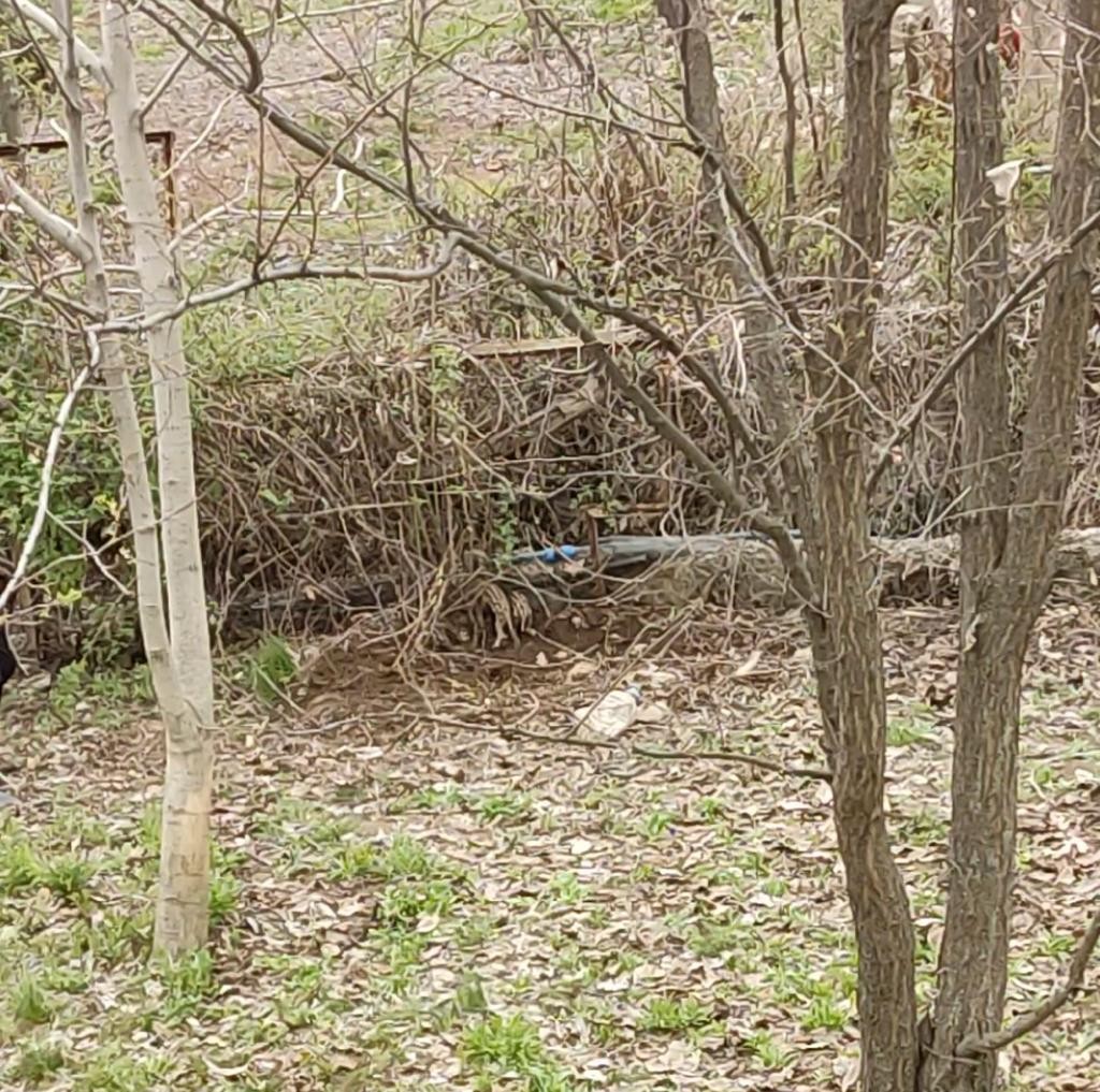 Tunceli’de yaban domuzu evin bahçesinde yavruladı