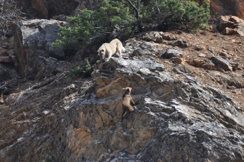 Tunceli’de yaban hayvanları başıboş köpeklerin hedefinde