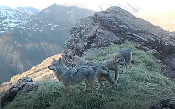 Tunceli’nin zengin yaban hayatı fotokapan ve kamerayla görüntülendi
