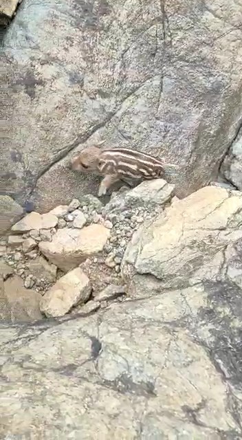 Yaban domuzunu gördü ’Pijamalarını giymiş’ söylemi ile kahkahaya boğdu