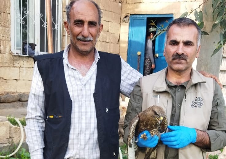 Yaralı Kızıl Şahin tedavi altına alındı