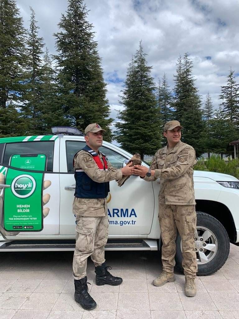 Yaralı kızıl şahin tedavi altına alındı