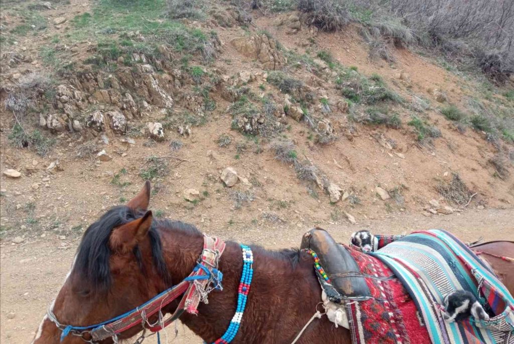 Yeni doğan iki oğlağın heybedeki sevimli yolculuğu görenlerin içini ısıttı