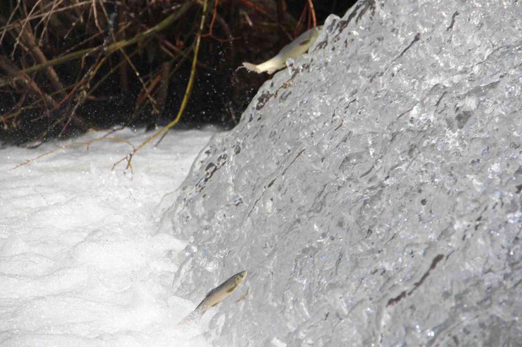 Bunlar İnci Kefali değil Siraz, akıntıya karşı göç başladı