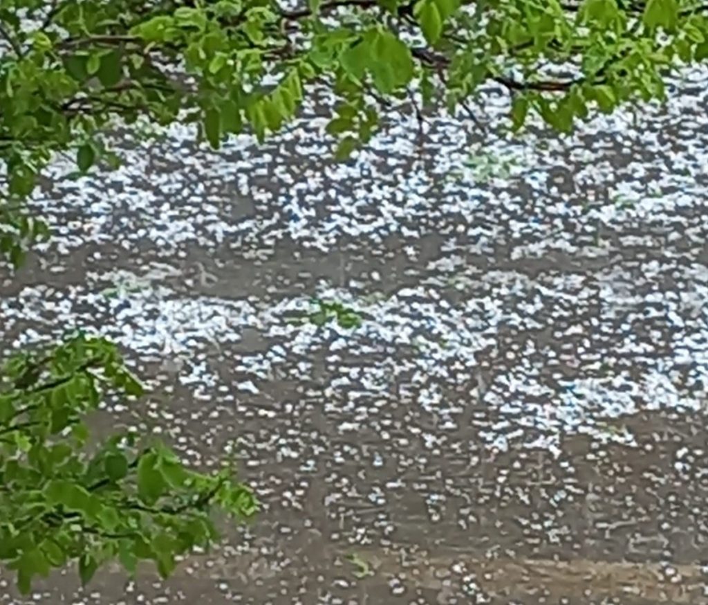 Doğanşehir’de dolu yağışı kayısıya zarar verdi