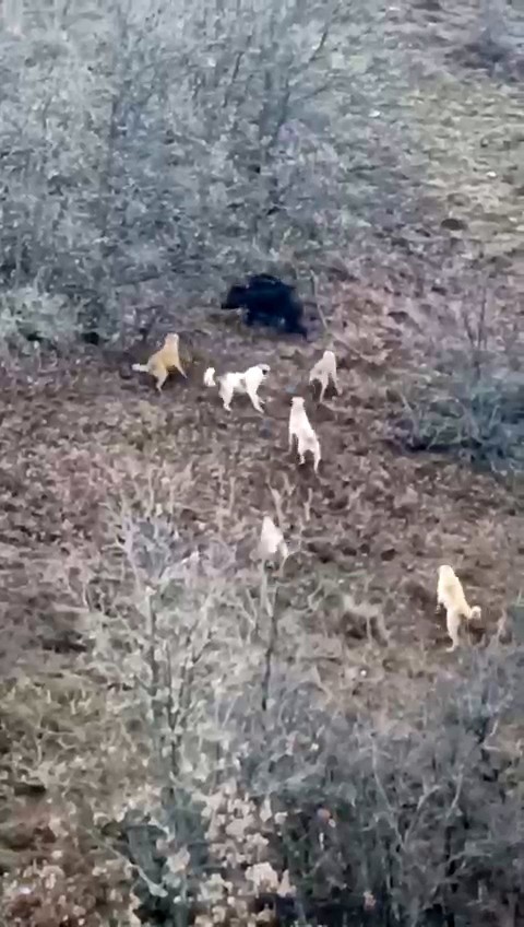 Domuz ile köpekler arasında amansız mücadele