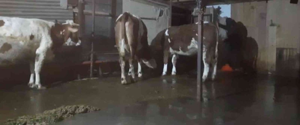 Elazığ’da sağanak yağış sonrası ahırları su bastı