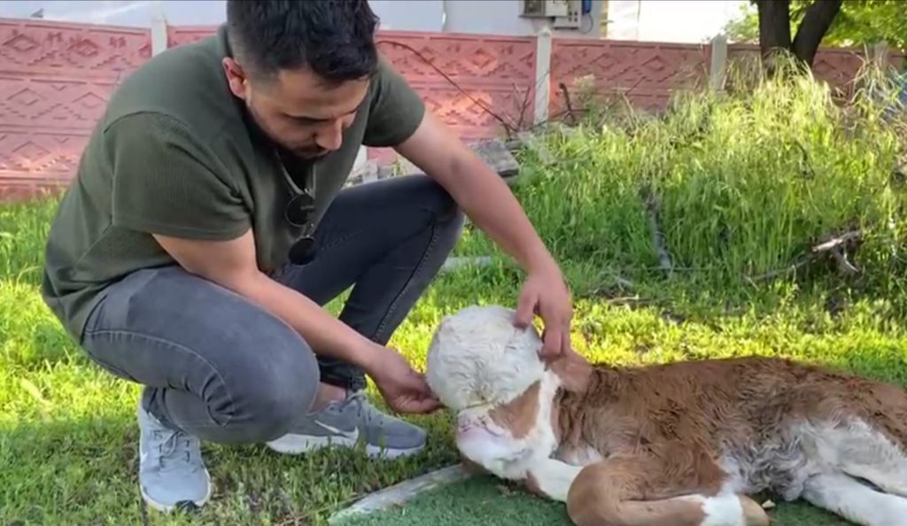 Elazığ’da yeni doğan buzağı şoke etti