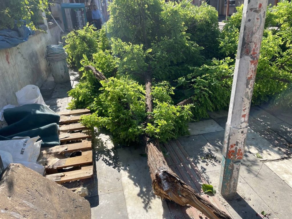 Şanlıurfa’da fırtına ağaçları devirdi