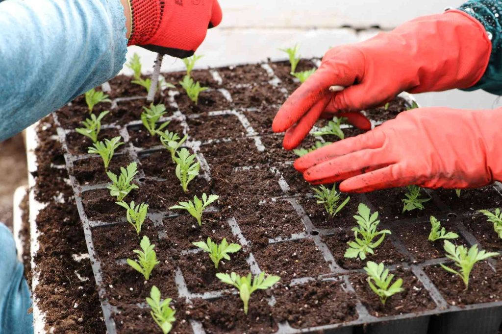 Şanlıurfa’nın cadde ve sokaklarında çiçek açacak