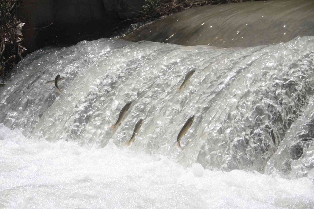 Siraz’ın akıntıya karşı göçü devam ediyor
