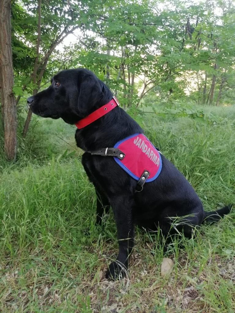 3 EYP düzeneği imha edildi