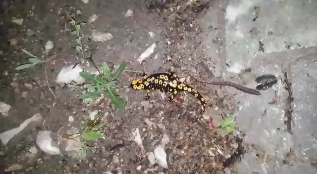 Tunceli’de benekli semender görüntülendi