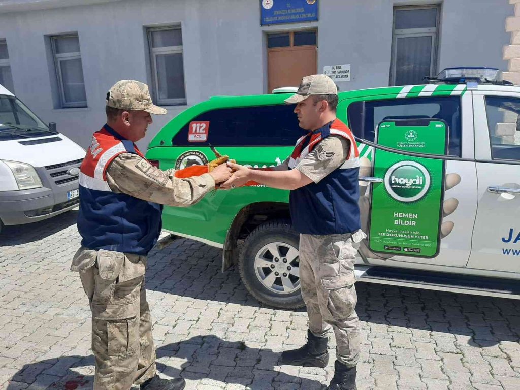 Yaralı balaban kuşlarına jandarmadan şefkat eli