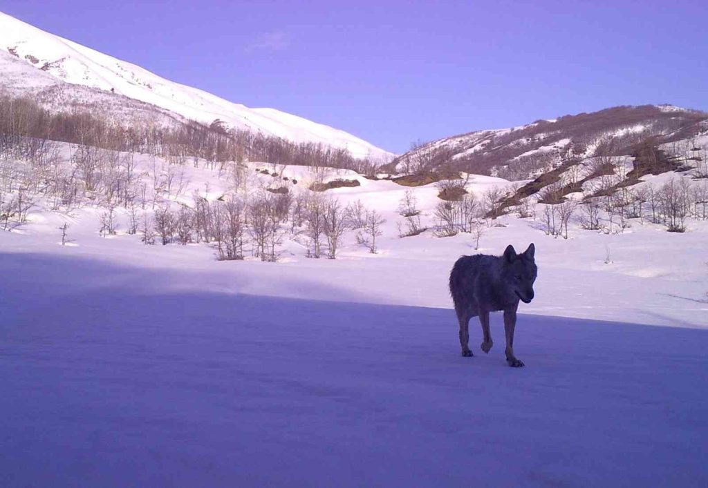 Bingöl’de yaban hayatı fotokapanlara yansıdı