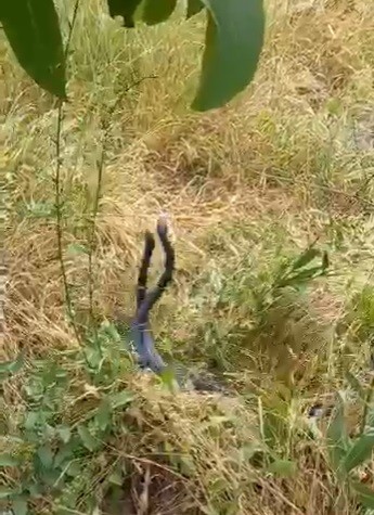 Bingöl’de yılanların dansı görüntülendi
