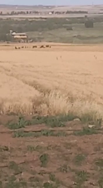 Çiftçiler ürünlerini domuzlardan korumak için silahla nöbet tutuyor