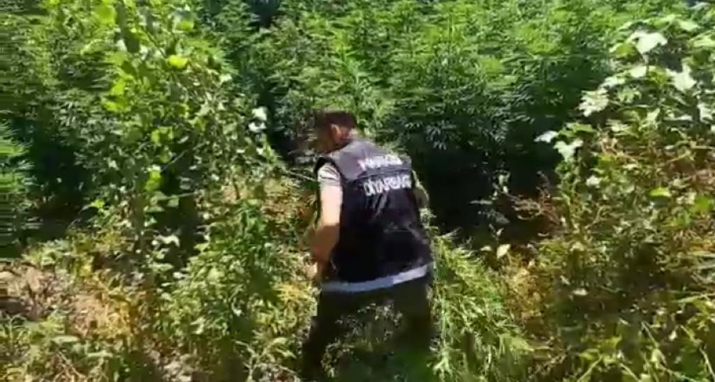 Diyarbakır’da uyuşturucu operasyon: 2 bin kök Hint keneviri imha edildi