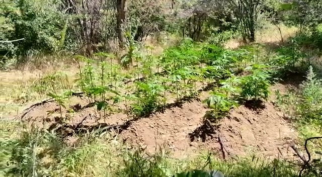 Elazığ’da 212 kök kenevir ele geçirildi