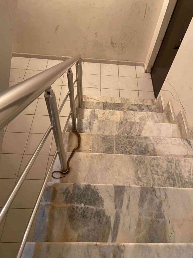 Elazığ’da apartmana giren yılan paniğe neden oldu