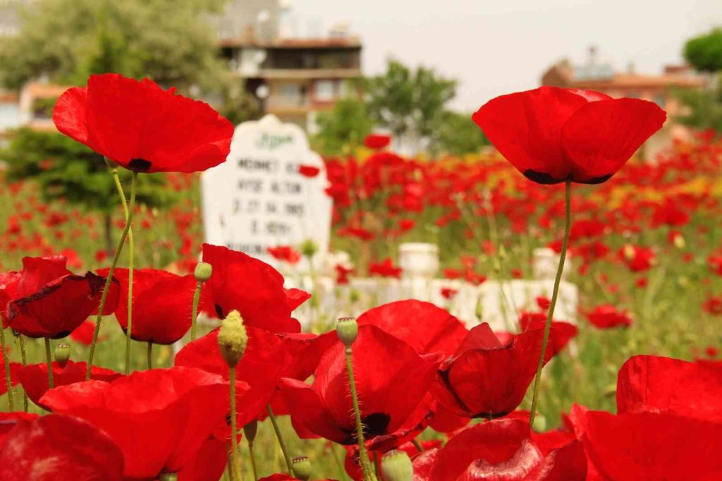 Elazığ’da gelincikler mezarlığı kırmızıya bürüdü