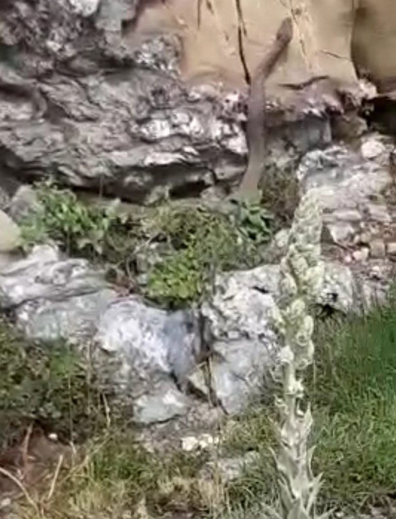 Elazığ’da kayalıklar arasında görülen 2 metrelik yılan korkuttu