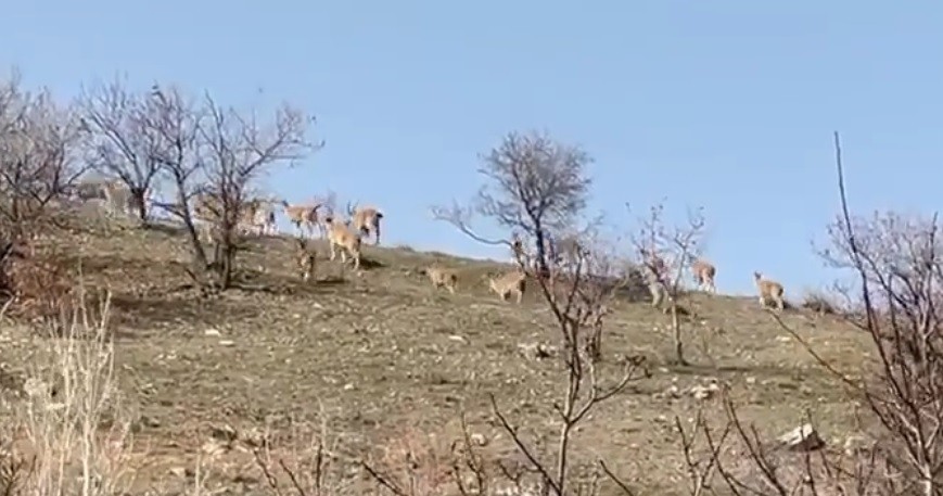 Elazığ’da yaban keçi sürüsü görüntülendi
