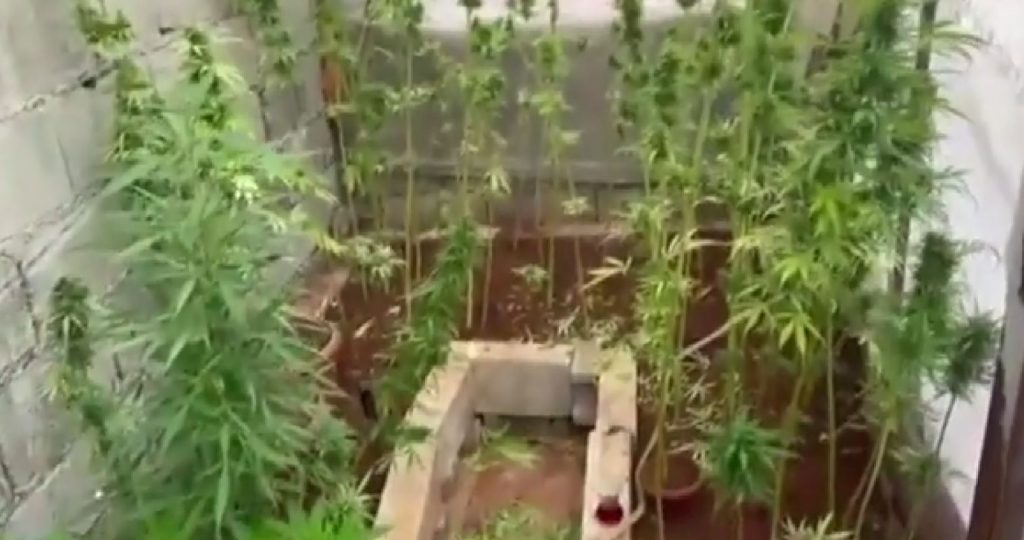 Evlerde uyuşturucu yetiştirenlere polis baskını