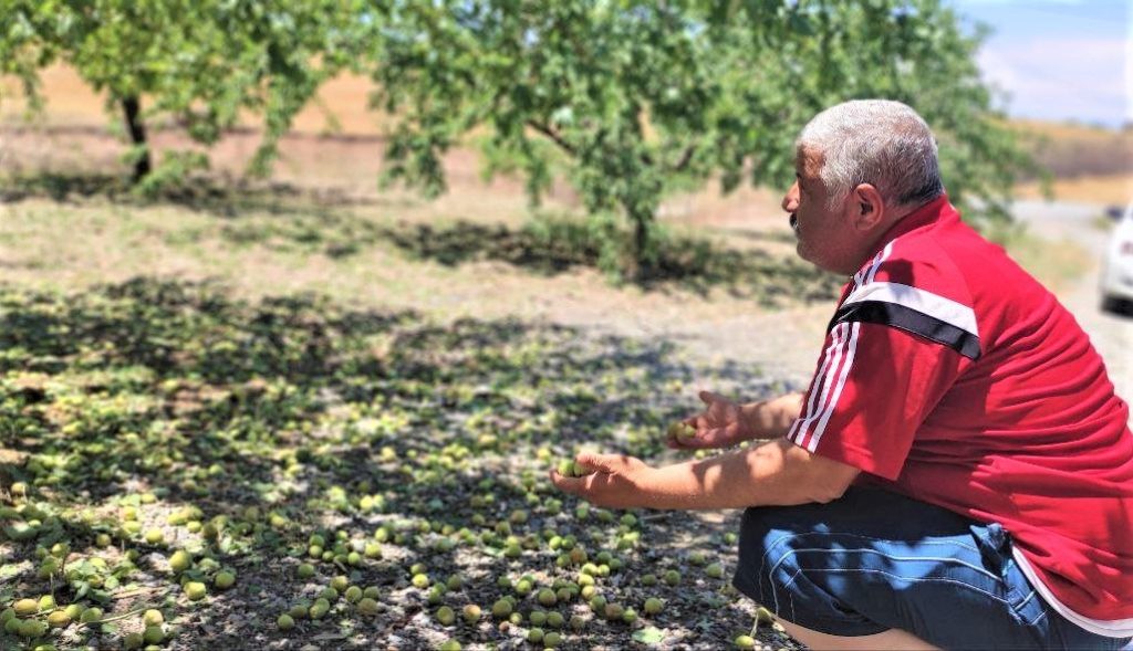 Kayısıyı bu kez dolu vurdu