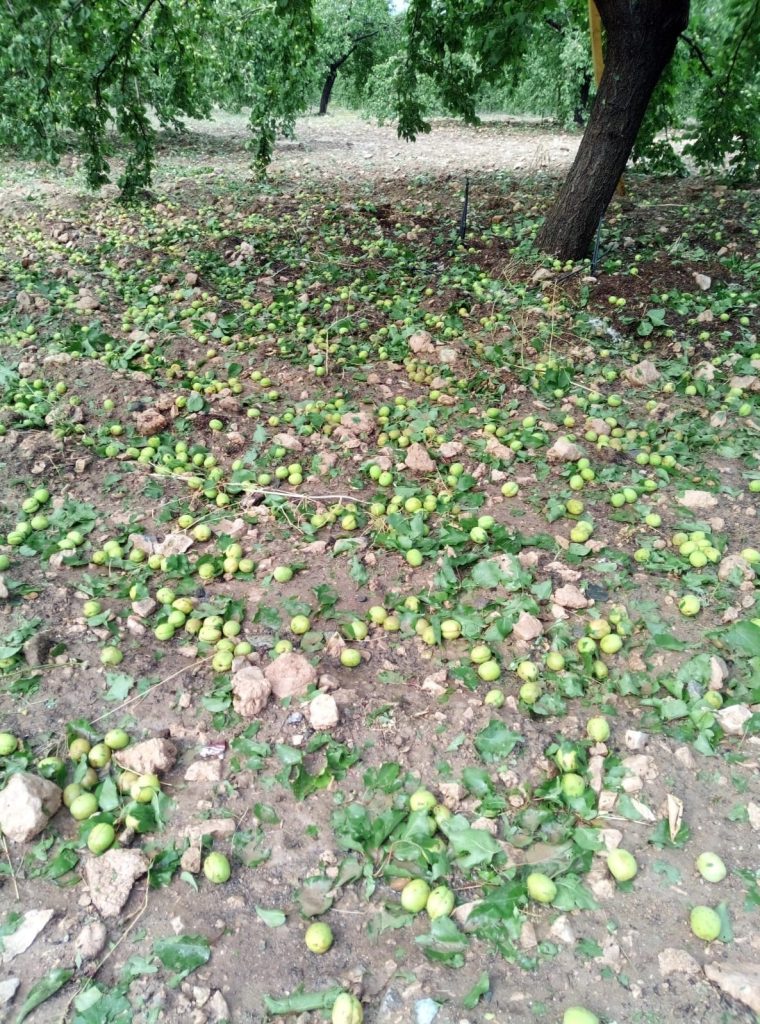 Malatya’da sağanak ve dolu meyvelere zarar verdi