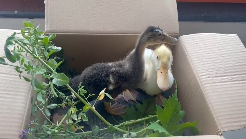 Malatya’da sağanak yağış hayvanları da vurdu