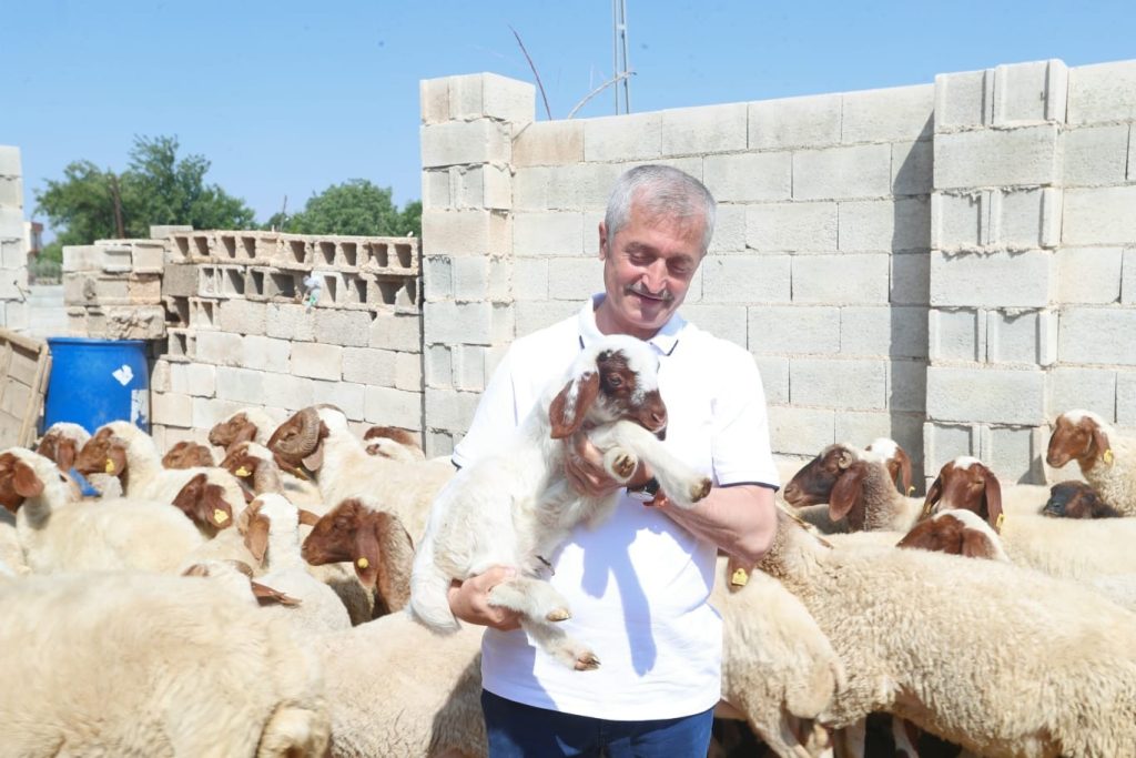 Şahinbey’de hayvancılık gelişiyor