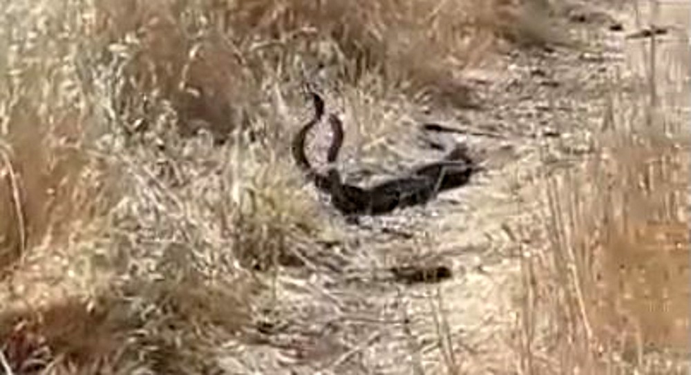 Şanlıurfa’da yılanların dansı kamerada