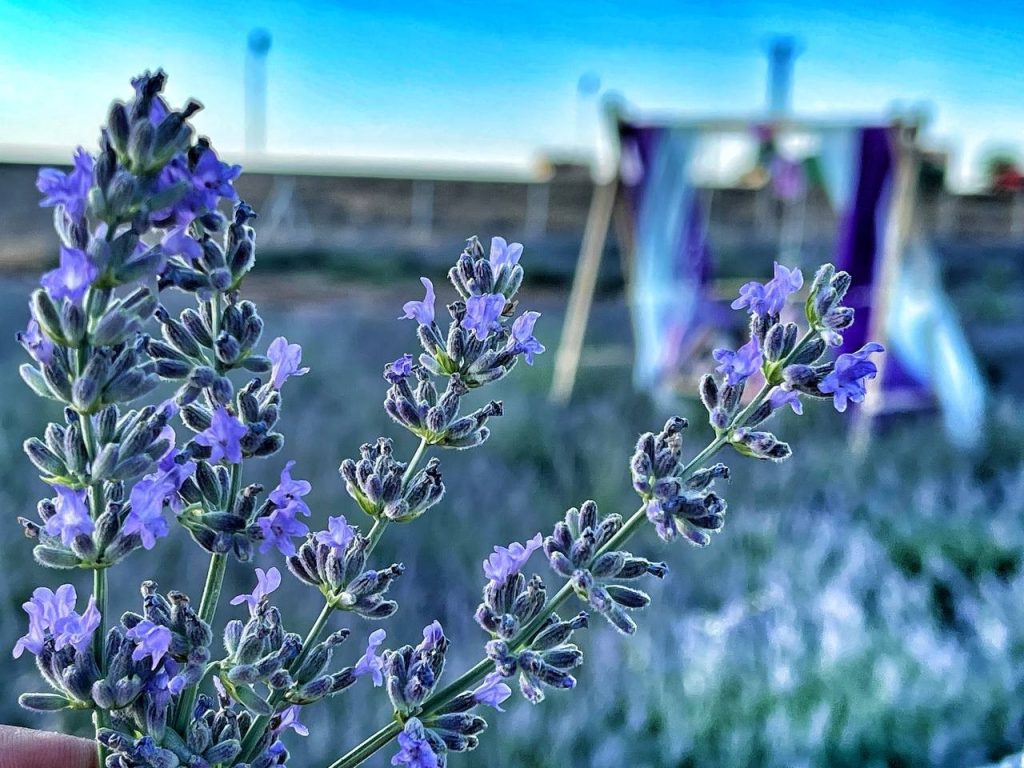 Suriye sınırında “Lavanta Tarla’’ günleri