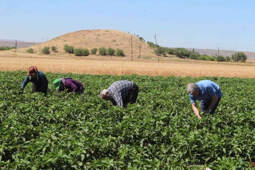 Tahmazoğlu domates ve biber hasadı yaptı