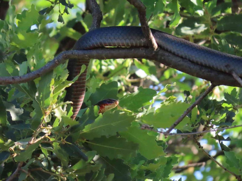 Tunceli’de dev yılan paniği