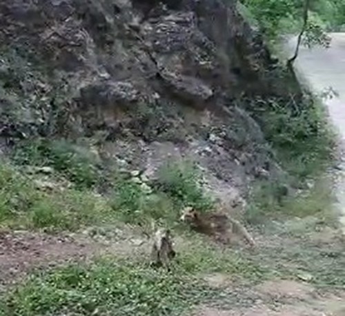 Tunceli’de tilki ve kedinin ekmek kavgası