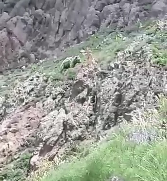 Vatandaşın ayıya söyledikleri gülümsetti