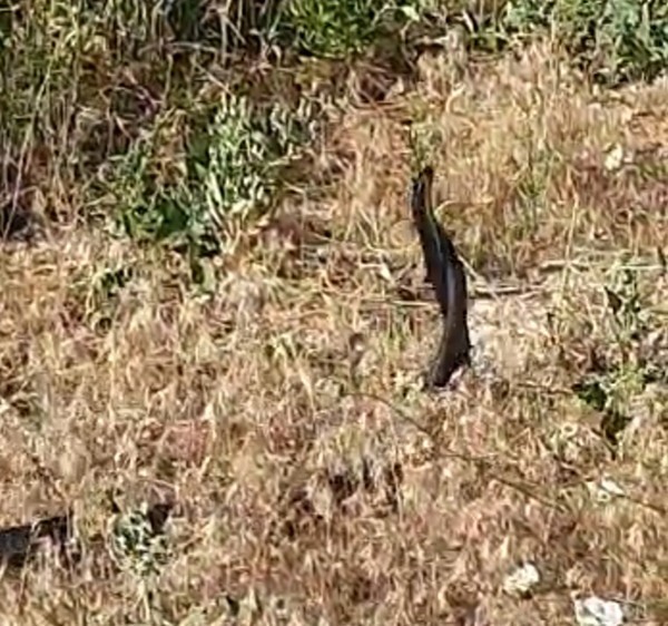 Yılanların dansı kameraya yansıdı