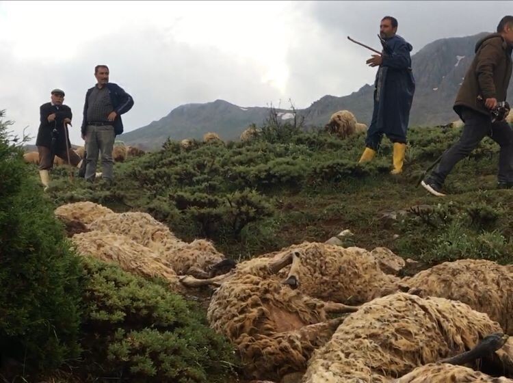 Yıldırım sürüyü telef etti