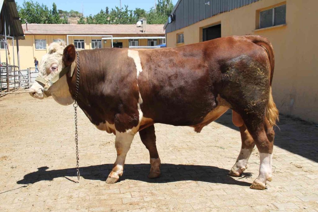 1 ton 200 kiloluk ’Kral’ alıcısını bekliyor