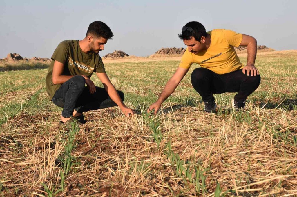 10 yıldır anız yakmadan ürün ekiyor