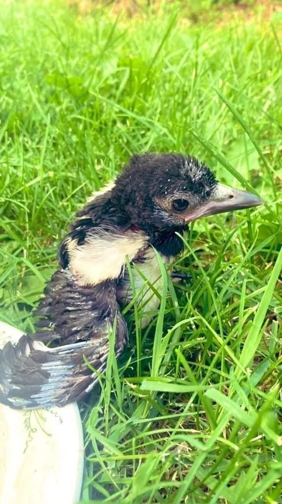 Ağaçtan düşen yavru kargayı yuvasına bıraktılar