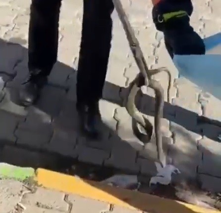 Aracın motor kısmına giren yılan itfaiye tarafından çıkarıldı