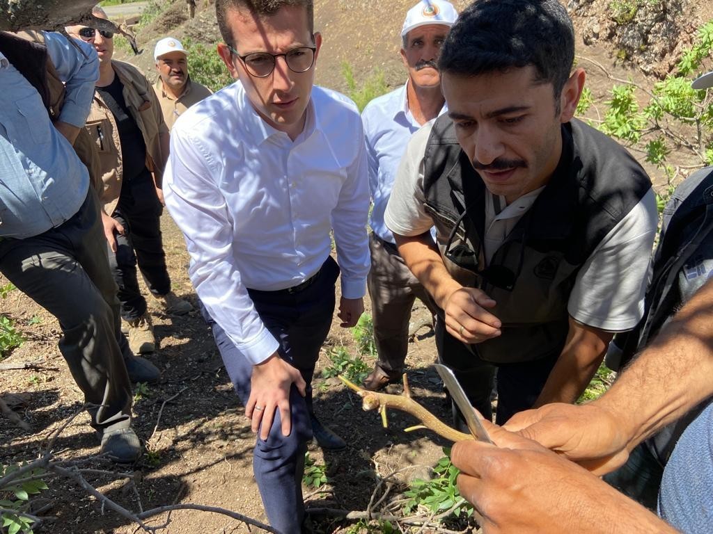 Bingöl’de menengiç ağaçlarına fıstık aşısı yapılmaya başlandı