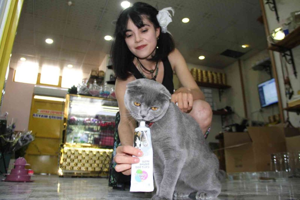 Çalınan kedisini bulmak için dedektif gibi iz sürdü, gelen mesajla mutluluktan havalara uçtu