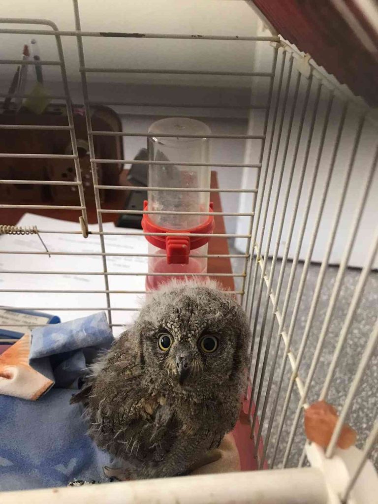 Dicle ilçesinde bulunan 2 baykuş yavrusu koruma altına alındı