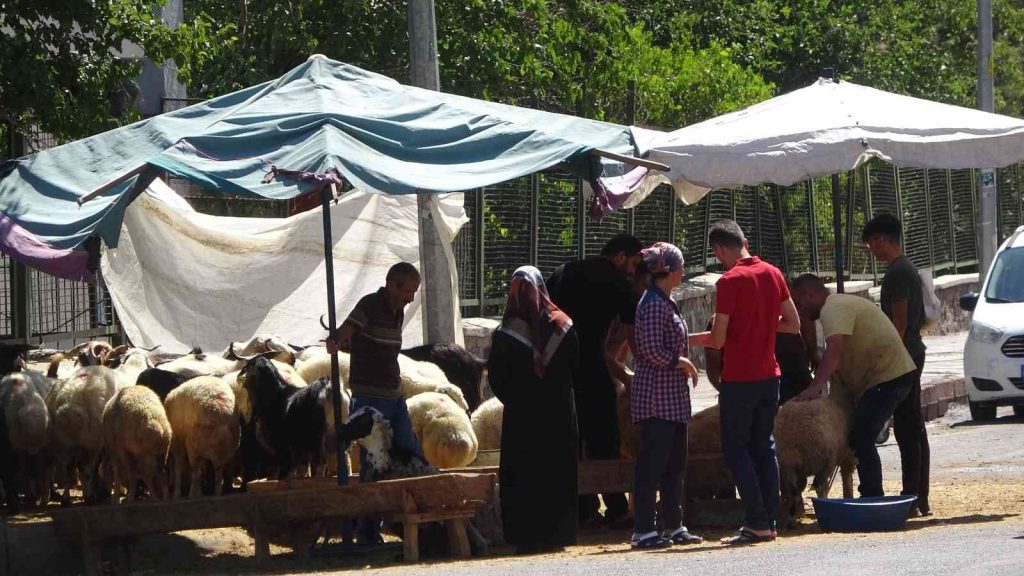 Diyarbakır’da kurbanlıklar sıcakların gölgesinde kaldı